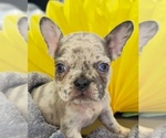 Small #1 French Bulldog