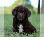 Image preview for Ad Listing. Nickname: Duke
