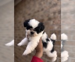 Small Photo #2 Shih Tzu Puppy For Sale in KILLEEN, TX, USA