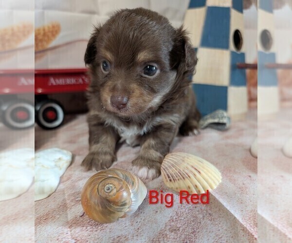 Medium Photo #2 Chihuahua Puppy For Sale in LEBANON, PA, USA