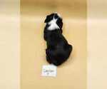 Small Photo #3 Tibetan Terrier Puppy For Sale in DORENA, OR, USA