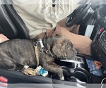 Small #19 American Bully