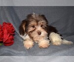 Small #1 Yorkshire Terrier