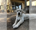 Small #1 Labrador Retriever