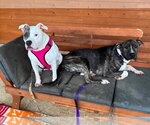 Small #1 American Pit Bull Terrier Mix