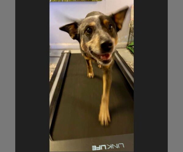 Medium Photo #14 Mutt Puppy For Sale in Fargo, ND, USA