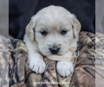 Puppy Sadie English Cream Golden Retriever