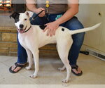 Small #3 Labrador Retriever Mix