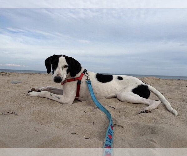 Medium Photo #4 Mutt Puppy For Sale in Wakefield, RI, USA