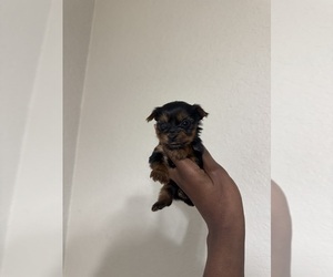 Yorkshire Terrier Puppy for sale in MIAMI BEACH, FL, USA