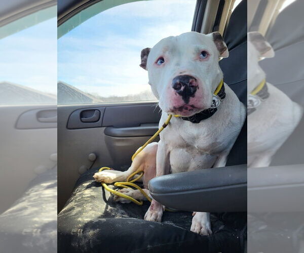 Medium Photo #2 Mutt Puppy For Sale in Foristell, MO, USA