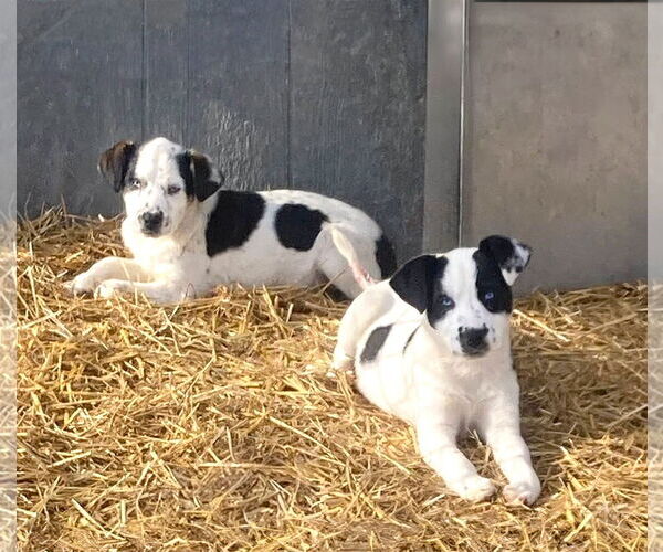 Medium Photo #3 Mutt Puppy For Sale in Unionville, PA, USA