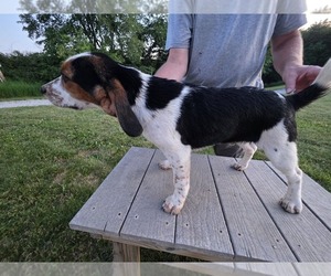 Medium Beagle