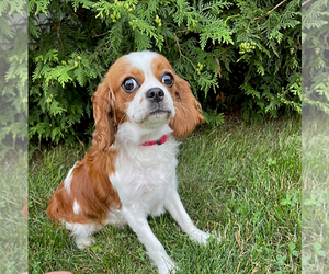 Mother of the Cavalier King Charles Spaniel puppies born on 08/10/2023
