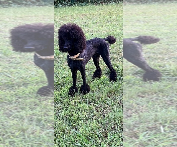 Medium Photo #1 German Shorthaired Pointer-Poodle (Standard) Mix Puppy For Sale in GREENBRIER, AR, USA