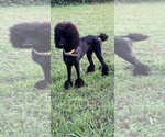 Small Photo #1 German Shorthaired Pointer-Poodle (Standard) Mix Puppy For Sale in GREENBRIER, AR, USA