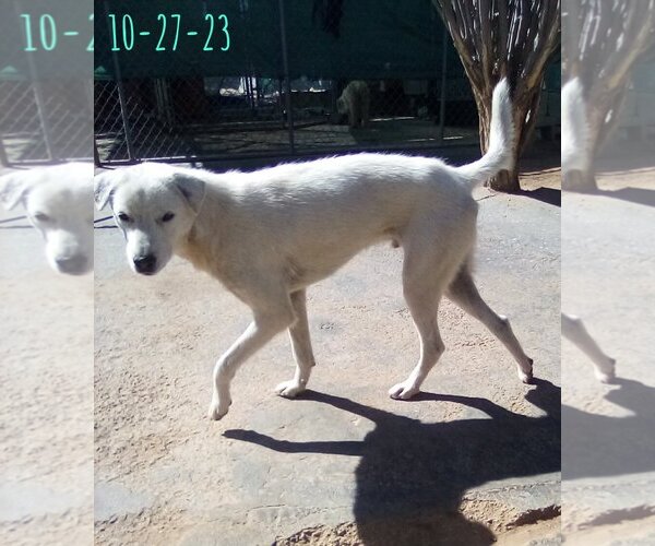 Medium Photo #9 Mutt Puppy For Sale in Apple Valley, CA, USA