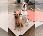 Small #2 Lab-Pointer