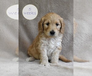 Goldendoodle Puppy for sale in GRANITE BAY, CA, USA