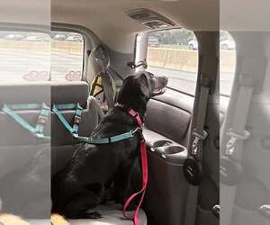 Poppy (AL) - Female Labrador Retriever-Unknown Mix Dog for Adoption - Photo #10
