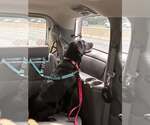 Small Photo #10 Labrador Retriever-Unknown Mix Puppy For Sale in New York, NY, USA