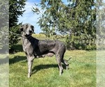 Small Photo #1 Great Dane Puppy For Sale in MIDDLEBURY, IN, USA