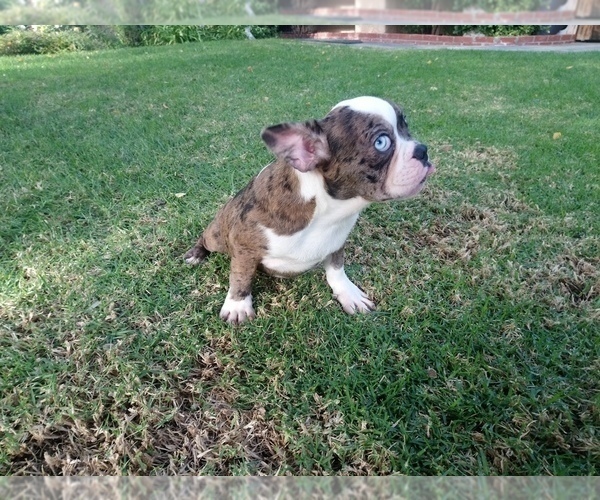 Medium Photo #11 French Bulldog Puppy For Sale in SIMI VALLEY, CA, USA