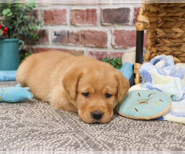 Medium Photo #6 Labrador Retriever Puppy For Sale in SYRACUSE, IN, USA