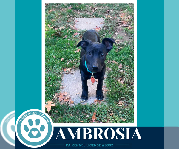 Medium Photo #1 Mutt Puppy For Sale in Kimberton, PA, USA