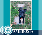 Ambrosia (Apple Bobbers) 102426 - Female Mutt Dog for Adoption - Small photo