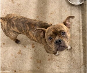 Boxer Dogs for adoption in San Bernardino, CA, USA