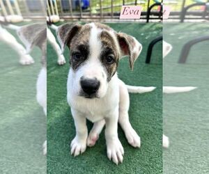 Mountain Cur-Plott Hound Mix Dogs for adoption in Cave Creek, AZ, USA