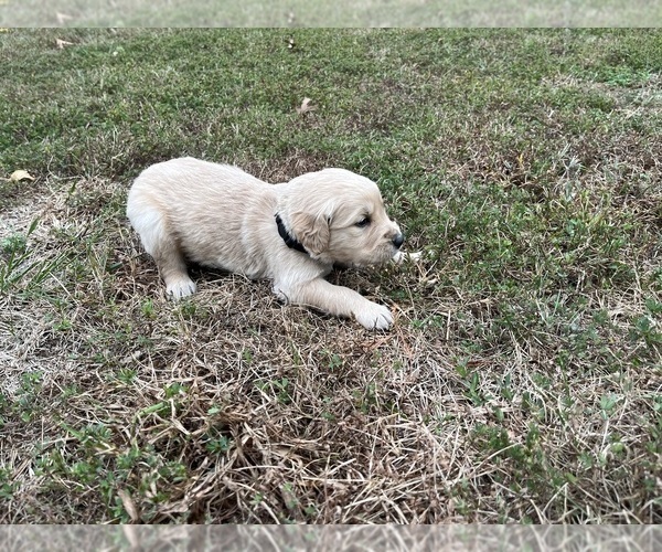 Medium Photo #23 English Cream Golden Retriever Puppy For Sale in CENTERTOWN, MO, USA