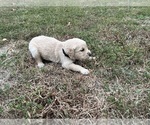 Small Photo #23 English Cream Golden Retriever Puppy For Sale in CENTERTOWN, MO, USA