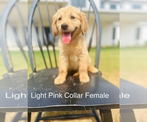 Golden Retriever Puppy for sale in BRIDGEPORT, TX, USA