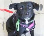 Small #1 Labrador Retriever Mix