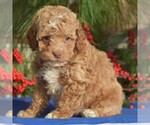 Small Photo #4 Cocker Spaniel-Poodle (Miniature) Mix Puppy For Sale in MILLERSBURG, PA, USA