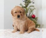 Small #2 Golden Retriever