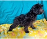 Small #1 Goldendoodle-Poodle (Toy) Mix