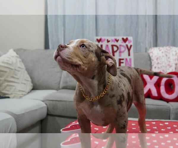 Medium Photo #8 American Bully Puppy For Sale in BROCKTON, MA, USA
