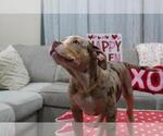 Small Photo #8 American Bully Puppy For Sale in BROCKTON, MA, USA