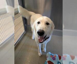 Great Pyrenees Dogs for adoption in San Martin, CA, USA
