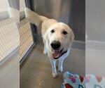 BALOO - Male Great Pyrenees Dog for Adoption - Small photo