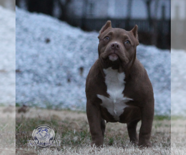 Medium Photo #4 American Bully Puppy For Sale in TULLAHOMA, TN, USA