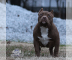 Small Photo #4 American Bully Puppy For Sale in TULLAHOMA, TN, USA