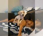 Small #1 Golden Labrador