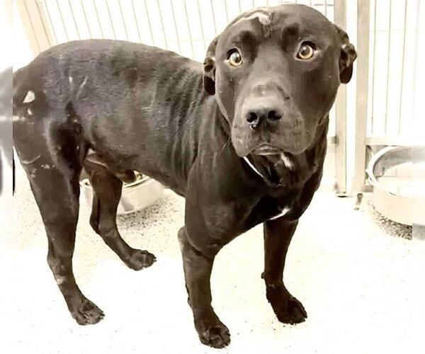 Medium Photo #3 American Pit Bull Terrier-Unknown Mix Puppy For Sale in Houston, TX, USA