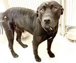 Small #2 American Pit Bull Terrier Mix