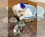 Small Photo #14 Shih-Poo Puppy For Sale in DINWIDDIE, VA, USA