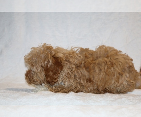 Medium Photo #14 Cockapoo (Miniature) Puppy For Sale in DYERSBURG, TN, USA